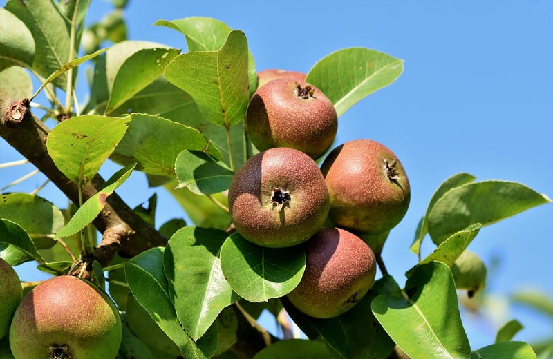 Caramel Apples